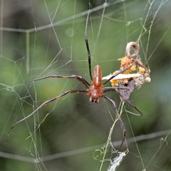 Trichonephila antipodiana