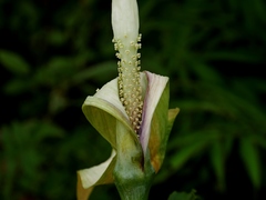 Arisaema heterophyllum, photograph Jacy Chen, CC BY, iNaturalist via GBIF