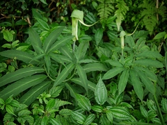 Arisaema heterophyllum, photograph Jacy Chen, CC BY, iNaturalist via GBIF