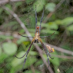 Trichonephila antipodiana