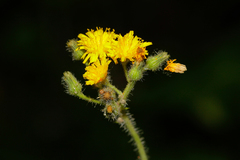 Pilosella onegensis