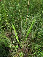 Hololeion maximowiczii