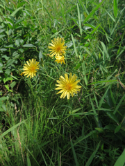 Hololeion maximowiczii