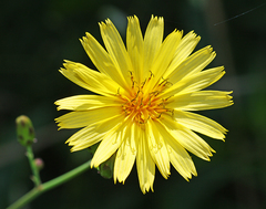 Hololeion maximowiczii