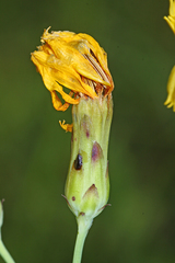 Hololeion maximowiczii