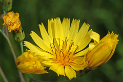 Hololeion maximowiczii