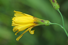 Hololeion maximowiczii