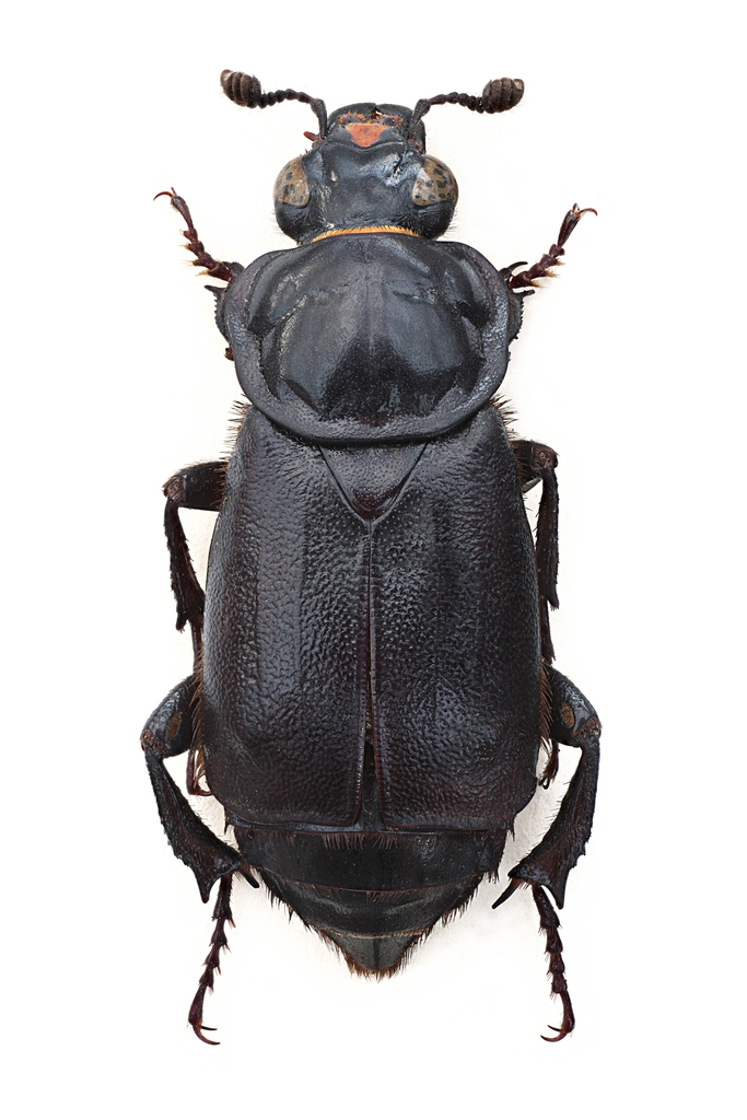Nicrophorus germanicus