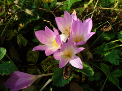 Colchicum speciosum