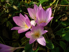 Colchicum speciosum