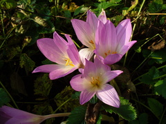 Colchicum speciosum