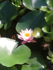Nymphaea