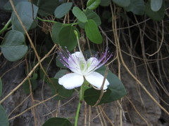 Capparis