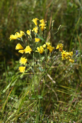 Hololeion maximowiczii