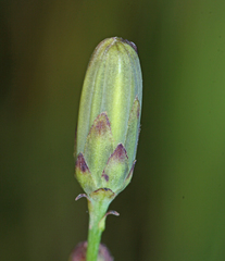 Hololeion maximowiczii