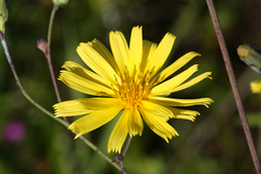 Hololeion maximowiczii