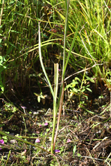 Hololeion maximowiczii