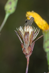 Hololeion maximowiczii