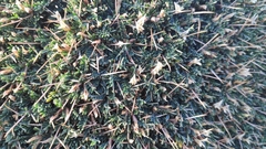 Astragalus balearicus