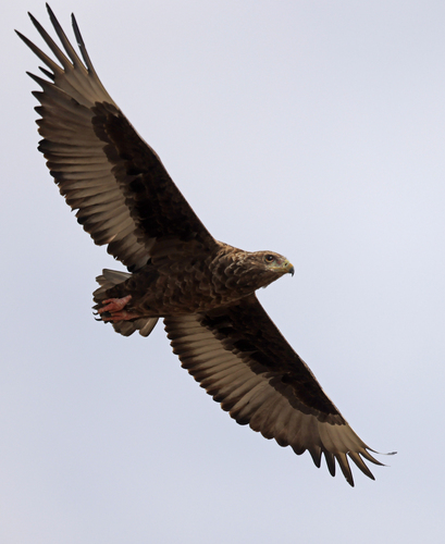Bateleur