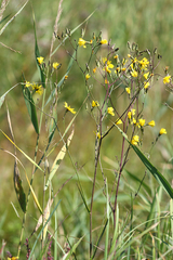 Hololeion maximowiczii