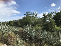 Agave fourcroydes