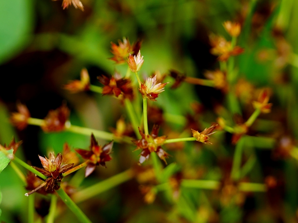 Juncus prismatocarpus (Juncus prismatocarpus)