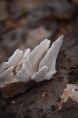Trametes gibbosa image