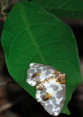 Abraxas amicula-illuminata