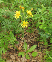 Crepis praemorsa