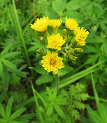 Crepis praemorsa