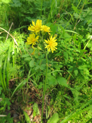 Crepis praemorsa