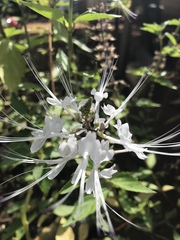Orthosiphon aristatus