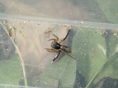Saitis tauricus
