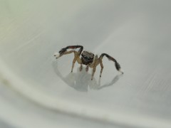 Saitis tauricus