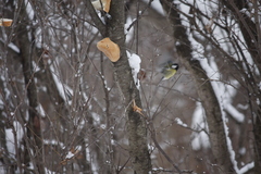 Parus major