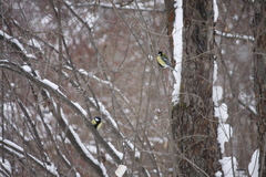 Parus major