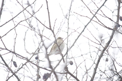 Chloris chloris