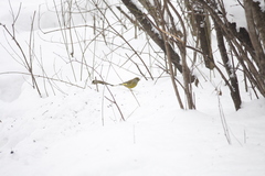 Chloris chloris