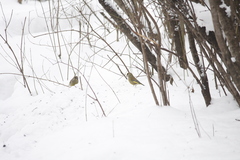 Chloris chloris