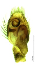 Saitis tauricus