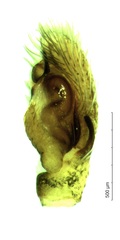 Saitis tauricus