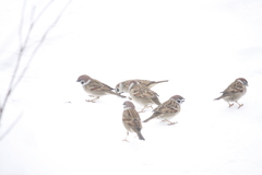 Passer montanus