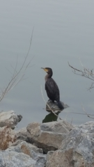 Phalacrocorax carbo