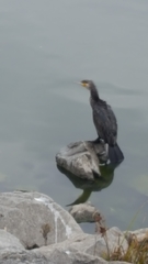 Phalacrocorax carbo