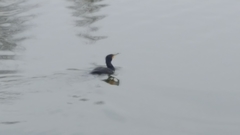 Phalacrocorax carbo