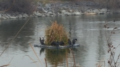 Phalacrocorax carbo