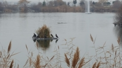 Phalacrocorax carbo