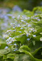Brunnera sibirica