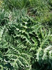 Cynara syriaca